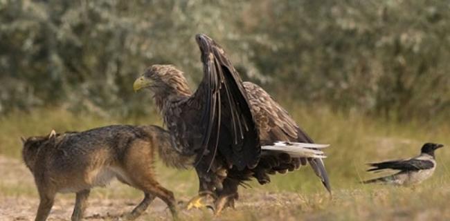罗马尼亚老鹰保护小鸟赶走豺狼
