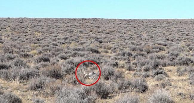 北美草原一只兔子靠着一记凌厉跳跃 成功从老鹰魔爪中逃出生天