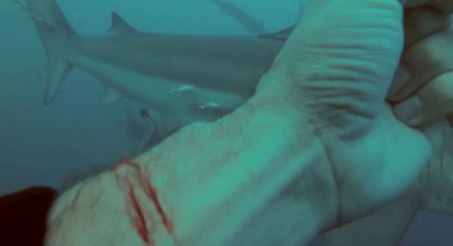 美国保育分子为证明鲨鱼对人类没有太大兴趣 亲身水中割手流血测试