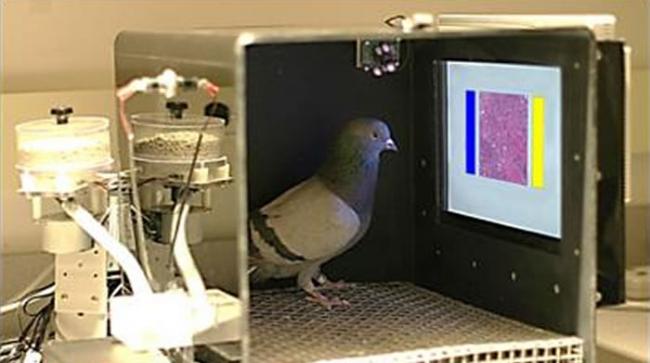 这些鸽子的训练环境包括一个食物丸分配器，一个显示医学图像的触摸敏感屏幕，以及图像两侧的蓝色和黄色选择按钮。啄这些按钮和屏幕的动作被自动记录下来。