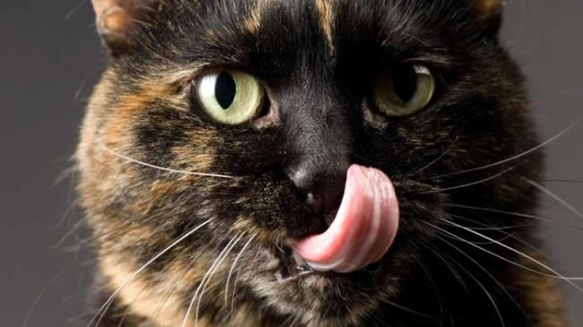 猫舌头上的突起其实是名为乳突的小刺，了解这些小刺如何作用，或许有助于研发出让猫比较不会过敏、也让人类头发更干净的梳子。 PHOTOGRAPH BY JOEL S