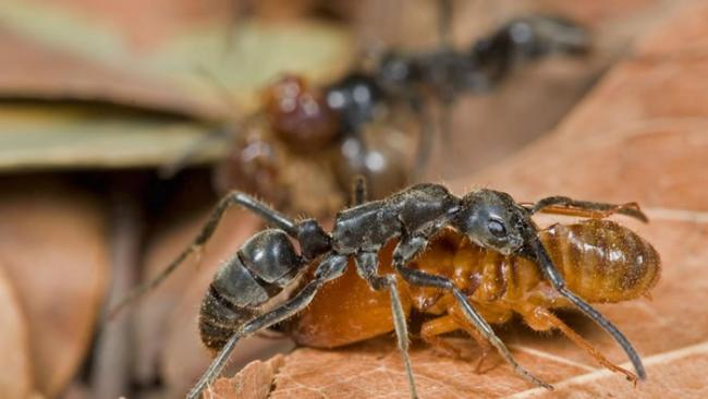 在几内亚的里约卡帕切斯，一只马塔贝列蚁在突袭行动中带走它的白蚁猎物。 PHOTOGRAPH BY PIOTR NASKRECKI, NATIONAL GEOGR
