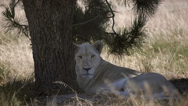 南非德瑞肯斯坦狮子公园雄狮结扎后仍能让母狮受孕