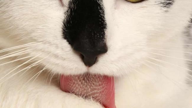 猫舌头能把唾液推进一层层的毛发内，直抵皮肤表面。了解猫舌如何作用，也让科学家研发出不必帮猫剃毛就能抹上药膏或乳液的新方法。 PHOTOGRAPHY COURTE
