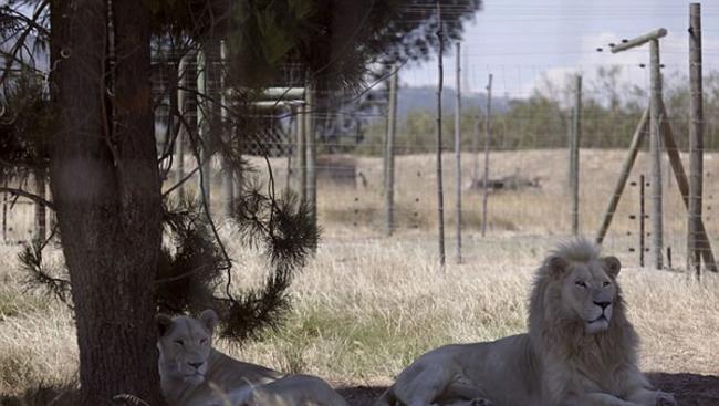 南非德瑞肯斯坦狮子公园雄狮结扎后仍能让母狮受孕