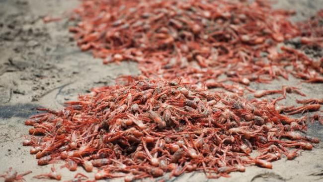 厄尔尼诺影响洋流 数以十万计小红蟹冲上美国加州岸滩