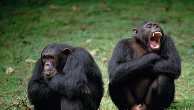 乌干达的一些黑猩猩（如图，位于坦尚尼亚贡贝溪国家公园）被观察到结成一伙并杀害属于邻近群体的黑猩猩。 PHOTOGRAPH BY GERRY ELLIS, NAT