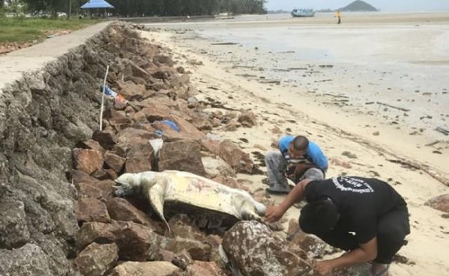 两个月来第9只 濒危绿海龟惨死泰国苏梅岛