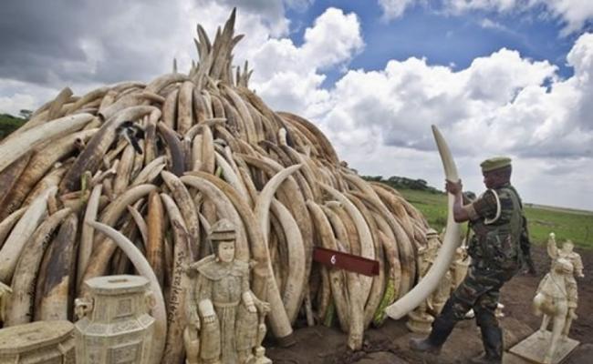 全球史上规模最大 肯尼亚烧毁105吨象牙