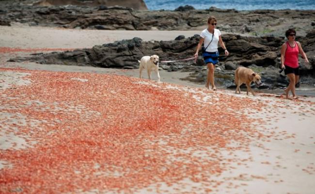 厄尔尼诺影响洋流 数以十万计小红蟹冲上美国加州岸滩