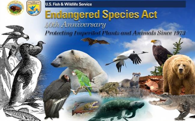 美国政府宣布计划修改《濒危物种法案》。