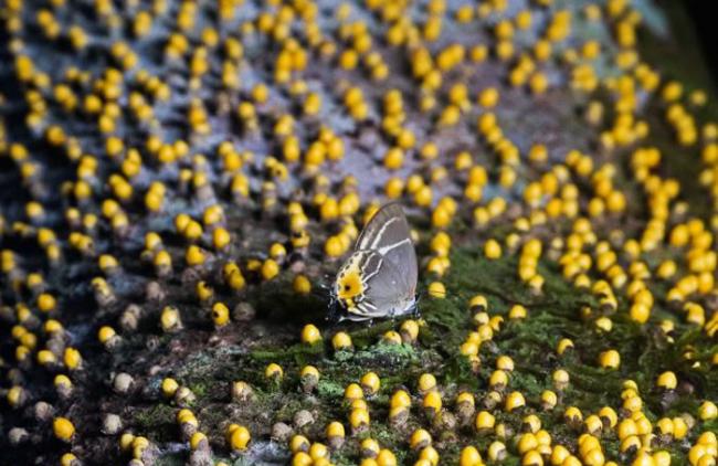 Terenthina terentia的成虫翅膀上有黄色的小点，看起来非常像这些奇特的黄色小球。 PHOTOGRAPH BY AARON POMERANTZ