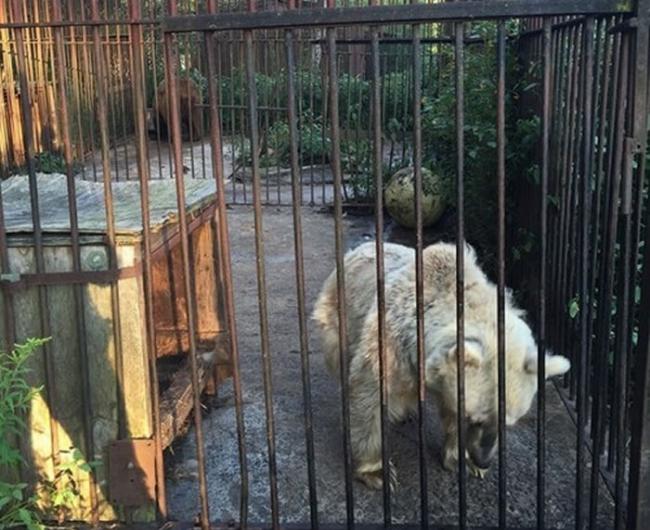 这么小的笼子里竟然要容纳4只叙利亚棕熊，而且只有一个腐锈的木箱可以避寒。