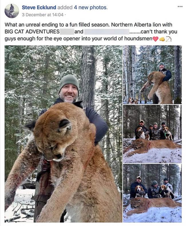 加拿大知名户外节目主持人Steve Ecklund射杀美洲狮“炒肉”脸书炫照 引动保人士挞伐