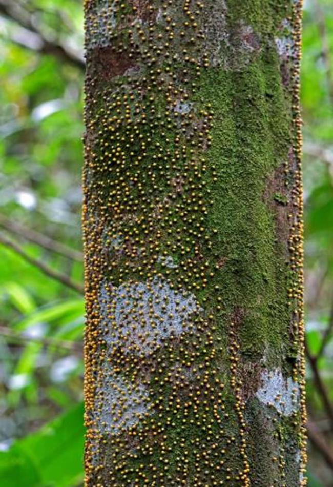 这些黄色小球，是长在这棵秘鲁树木里的寄生植物的杰作。 PHOTOGRAPH BY AARON POMERANTZ