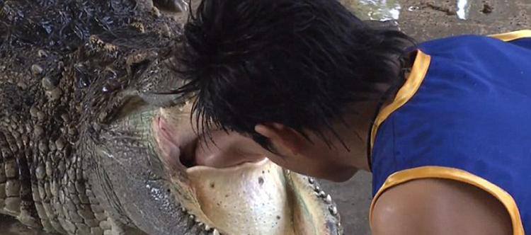 泰国曼谷沙慕普兰大象乐园艺人将头伸入巨鳄血盆大口