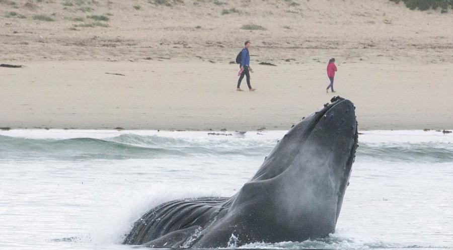 巨大座头鲸在美国加州海岸边壮观现身
