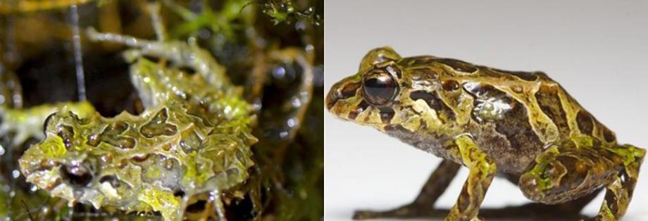 厄瓜多尔安第斯山脉丛林中发现可以随意改变身体皮肤的“朋克摇滚蛙”