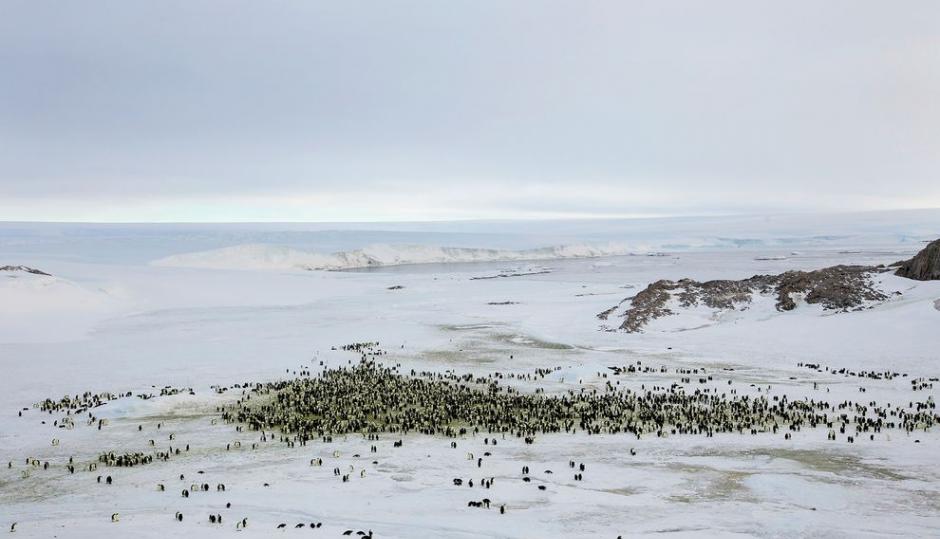 2012年4月在南极洲丢蒙于维勒的皇帝企鹅。以前要计算南极洲皇帝企鹅的数量相当不易，直到研究人员使用新科技、从太空中寻找它们的踪迹才变得比较轻松。 Photog