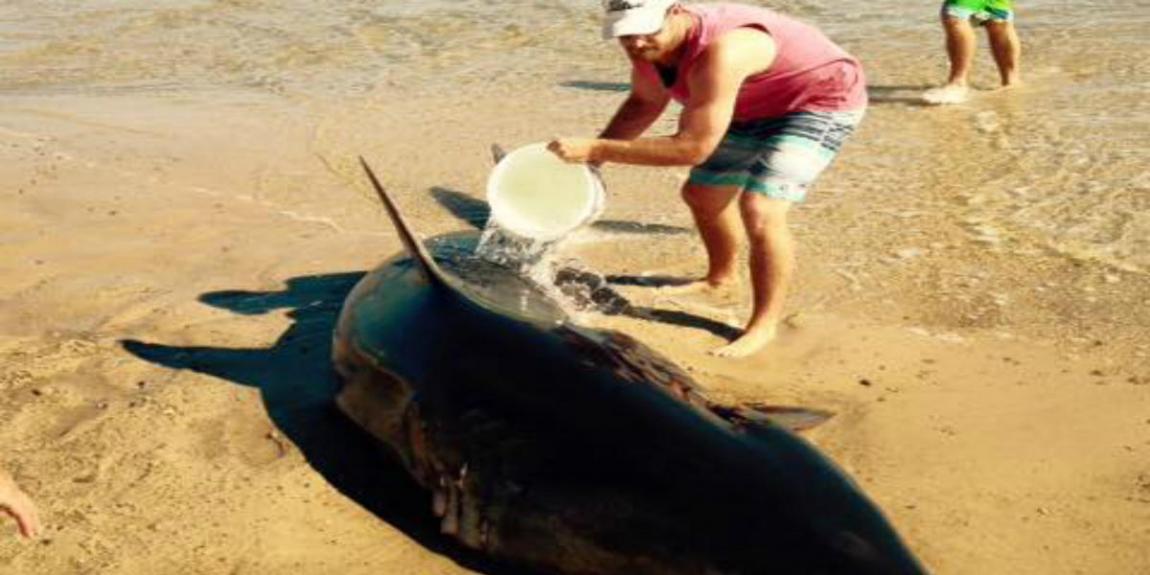美国麻萨诸塞州海滩大白鲨不幸搁浅死亡