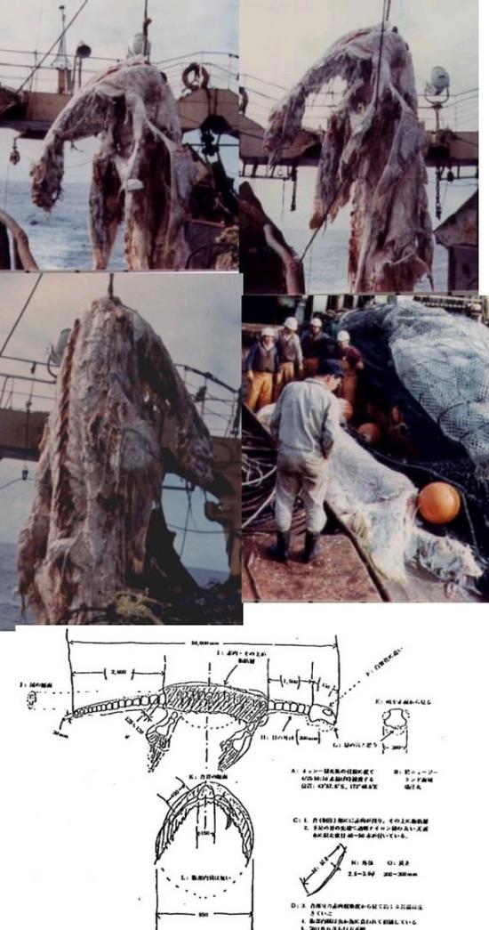 水怪专题之――1977年日本“瑞弹丸”号打捞出太平洋怪兽尸体