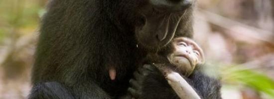 印尼恒河母猴怀抱死去幼崽数天深情凝视不忍抛弃