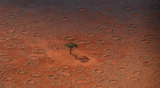 科学家破解非洲沙漠怪圈之谜，可能出自白蚁之手