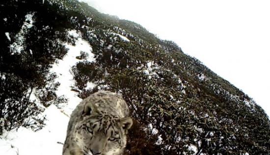 四川黑水河自然保护区监控首次拍摄到野生雪豹清晰正面照