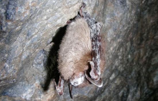 一种叫白鼻综合征的真菌疾病已经杀死超过500万只北美蝙蝠
