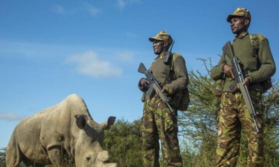 当局派人日夜持枪守护苏丹，免它成为猎人的目标。