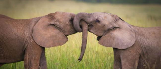 《环球旅讯新闻》：博茨瓦纳被评为野生动物园最佳的非洲国家