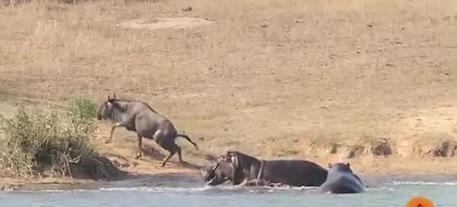 南非克鲁格国家公园牛羚被鳄鱼咬脚拖入水 千钧一发河马赶到助脱困