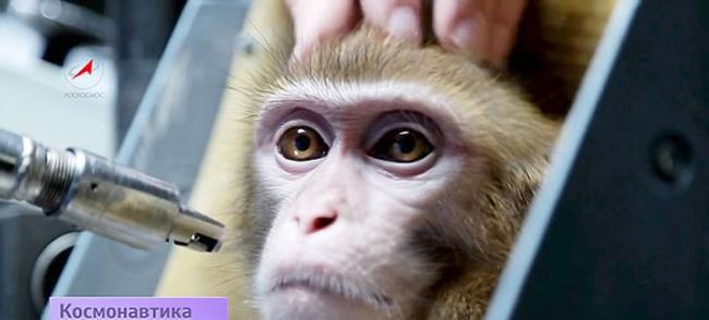 俄罗斯准备让猴子前往火星 计划受到动物保护组织抗议