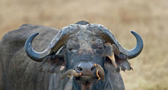 东非坦桑尼亚大水牛让四只牛椋鸟尽情享用身上的寄生虫毫不介意