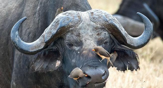 东非坦桑尼亚大水牛让四只牛椋鸟尽情享用身上的寄生虫毫不介意