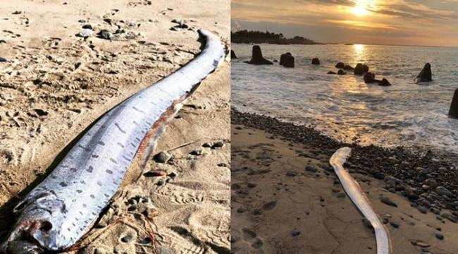 环太平样海岸近日发现许多地震鱼（皇带鱼）踪迹 被认为是灾难发生的前兆