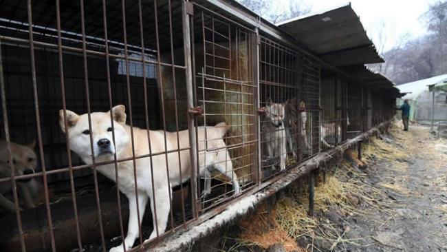 在2017年韩国的一场救援任务中，他们在首尔（Seoul）郊外的狗肉农场里，发现这只从笼舍中向外张望的狗。消费狗肉的传统在当今韩国已逐渐式微，尤其是年轻族群更倾
