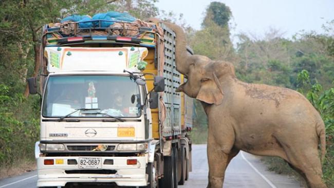 泰国北柳府一头大象在公路上吃甘蔗致使交通瘫痪
