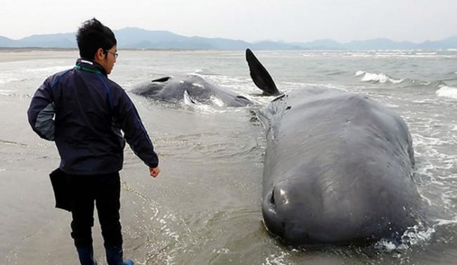 日本鹿儿岛6头抹香鲸搁浅死亡