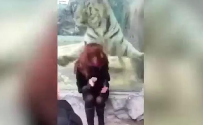俄罗斯动物园老虎猛扑女游客 隔着玻璃有惊无险
