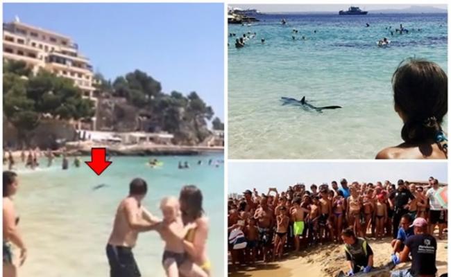 蓝鲨游近西班牙旅游胜地马略卡岛 因伤遭人道毁灭