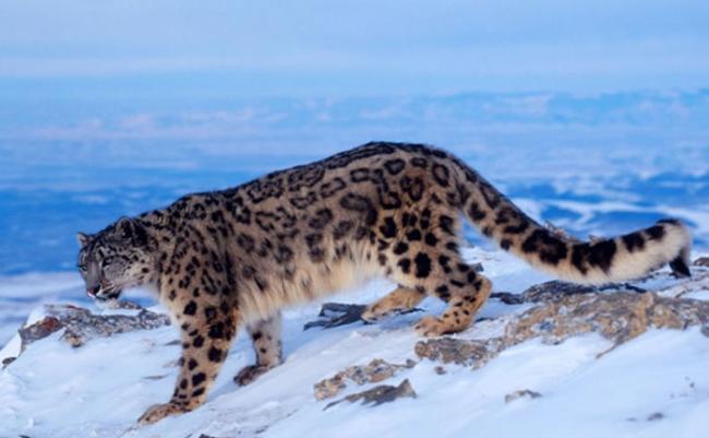 报告呼吁国际社会保护雪豹