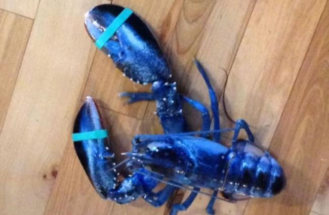 美国缅因州14岁少女和父亲捕获一只罕见的蓝色龙虾