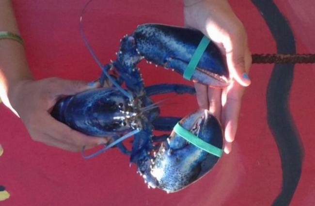 美国缅因州14岁少女和父亲捕获一只罕见的蓝色龙虾