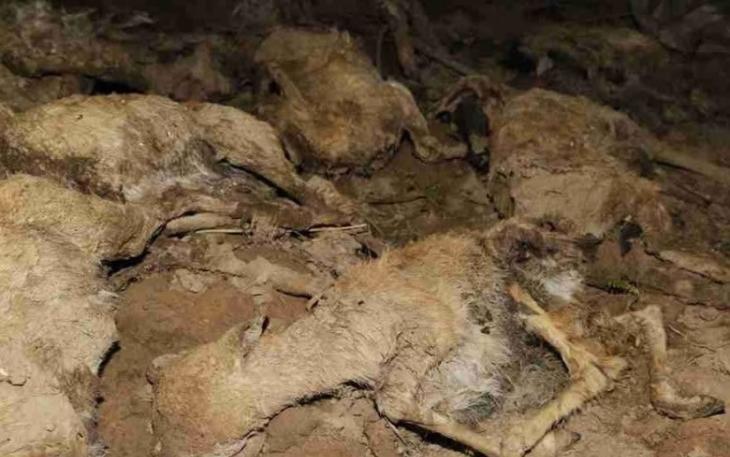 大量普氏原羚幼羚被发现死亡，当局称此为“近年发生的最大一宗幼羚死亡事件”。