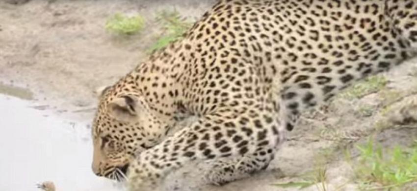 南非克鲁格国家公园猎豹与捕获的小鸟逗趣玩耍