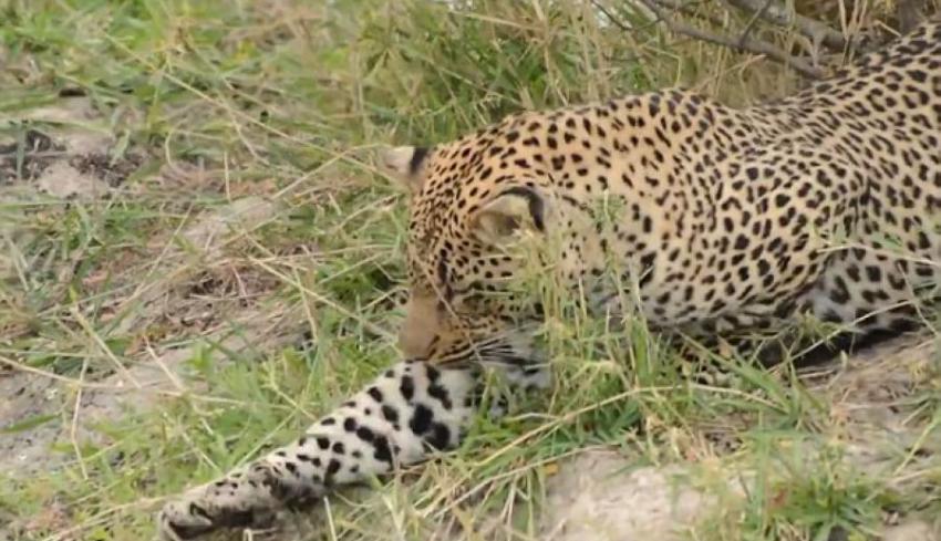 南非克鲁格国家公园猎豹与捕获的小鸟逗趣玩耍