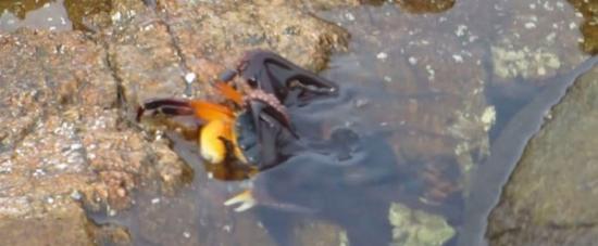 螃蟹向水池靠近被被章鱼1秒拖走