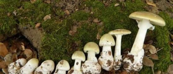 死帽菇非常像许多可食用的蘑菇物种，这就导致许多人因为误食中毒甚至死亡。