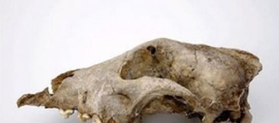 一些拥有狗一样外貌的动物化石具有超过3万年历史